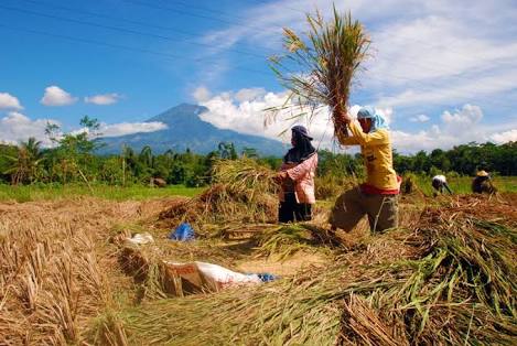 Ilustrasi produksi padi di Riau meningkat (foto/int)